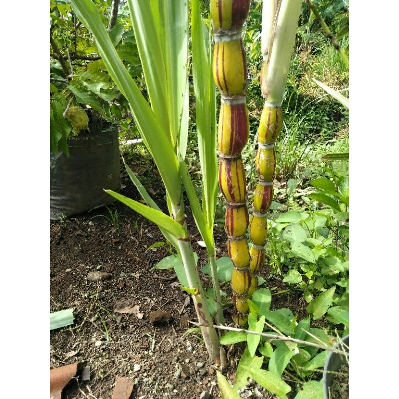 CUTTING TEBU PELANGI