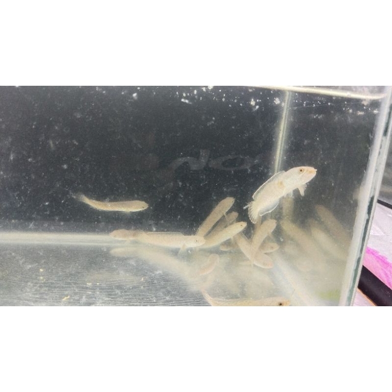 limbata cb size 5/7cm