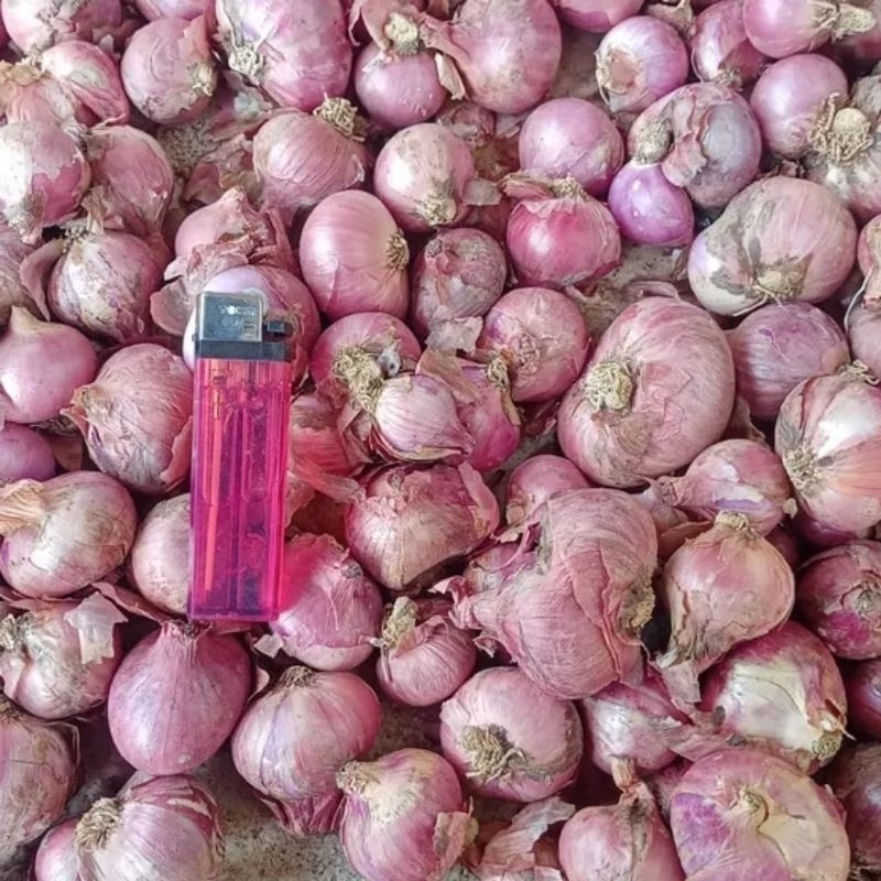 

Bawang merah Bima besar super jumbo 1kg