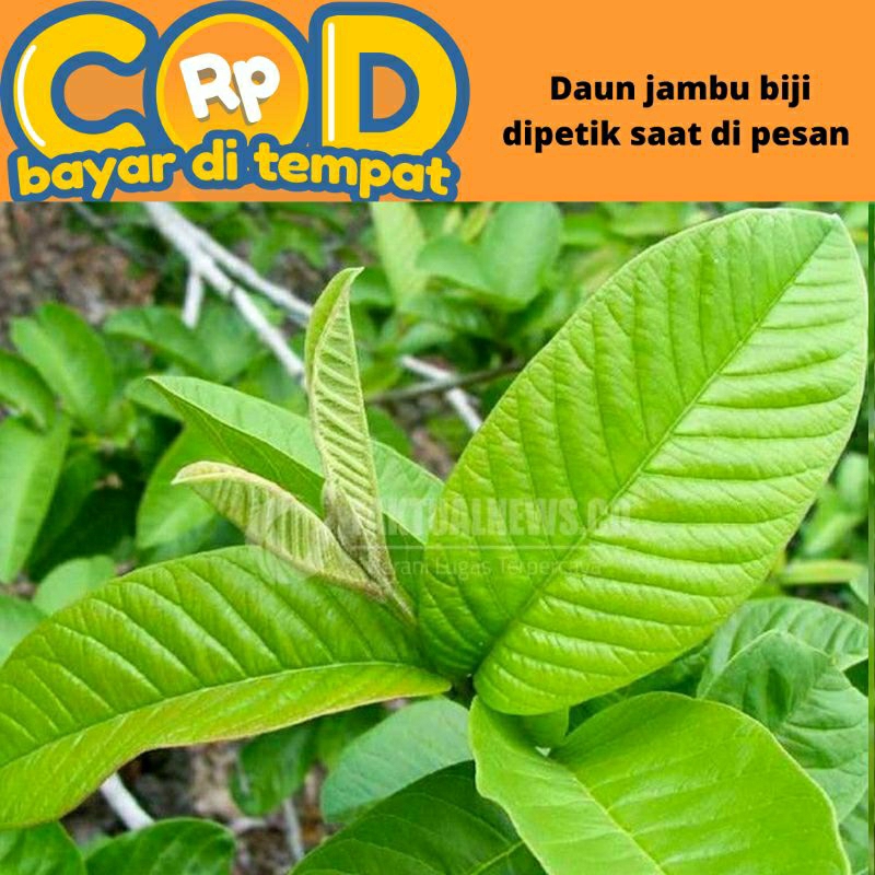 

daun jambu biji di petik saat di pesan per lembar