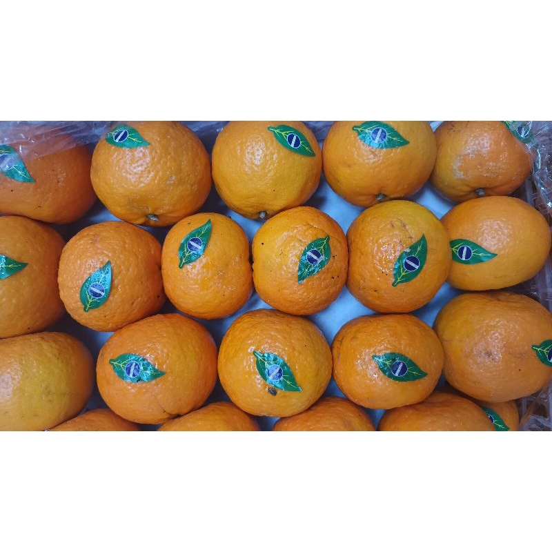 

Jeruk Wokam 500 gram