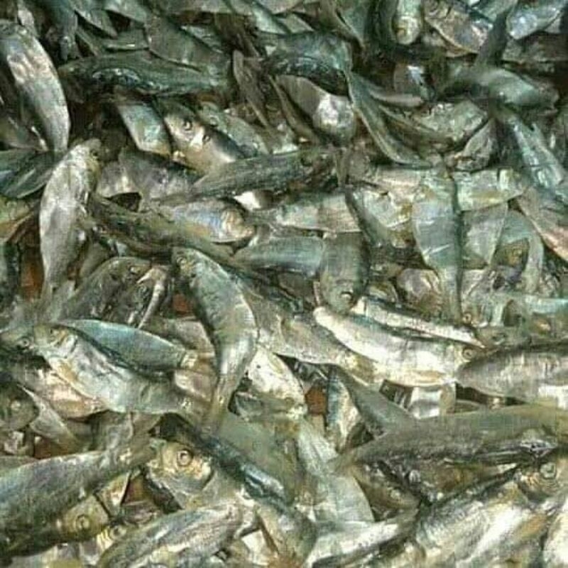 

Ikan Tamban/Labak asin Khas Bangka Belitung Murahh