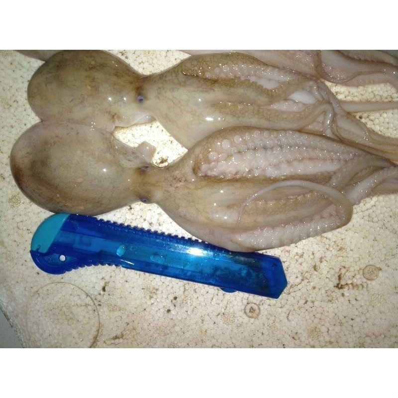 

Bayi Gurita Octopus Baby 1Kg / Segar Fresh BERGARANSI