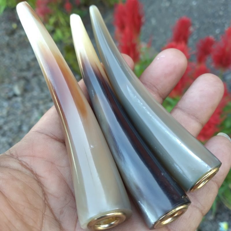 TERLARIS ONCE TANDUK KERBAU BULE PANJANG SEDANG SUPER