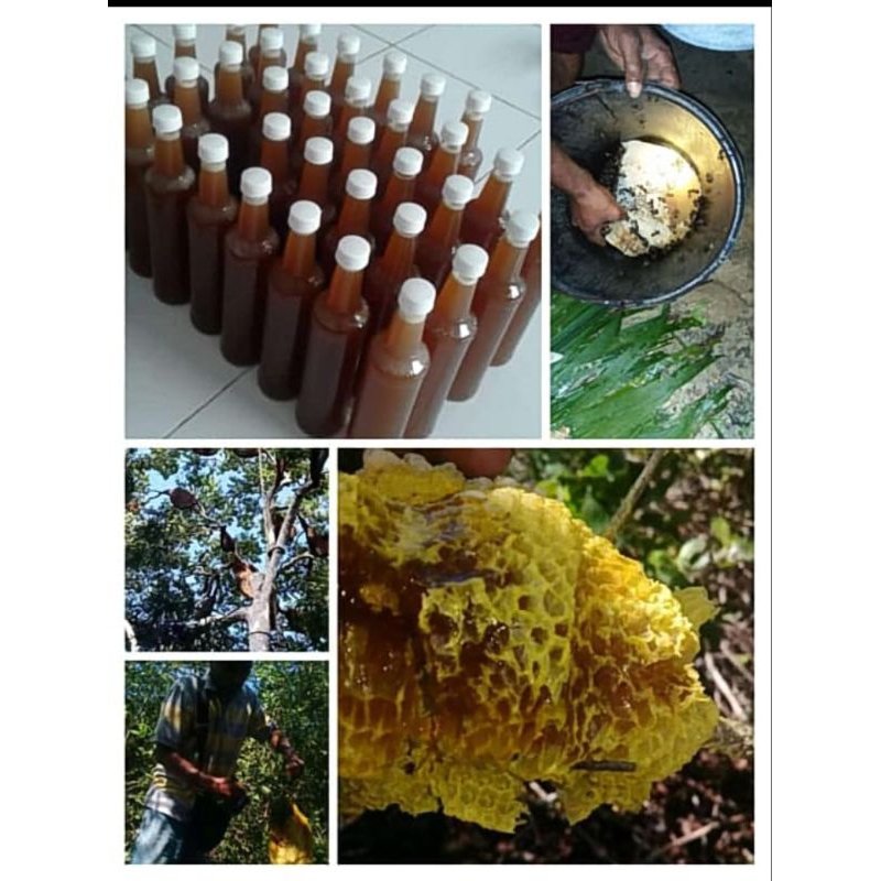 

MADU HUTAN | MADU TAWON | MADU HUTAN | MADU | MADU ASLI