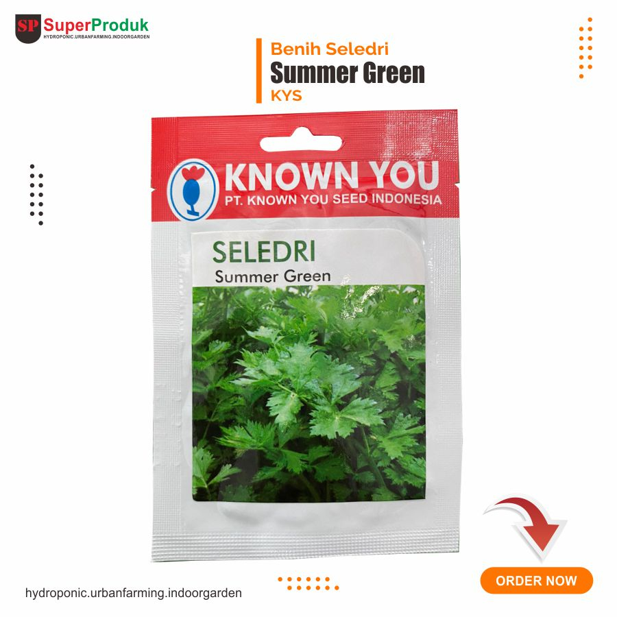 Benih Seledri Summer Green Known You Seed