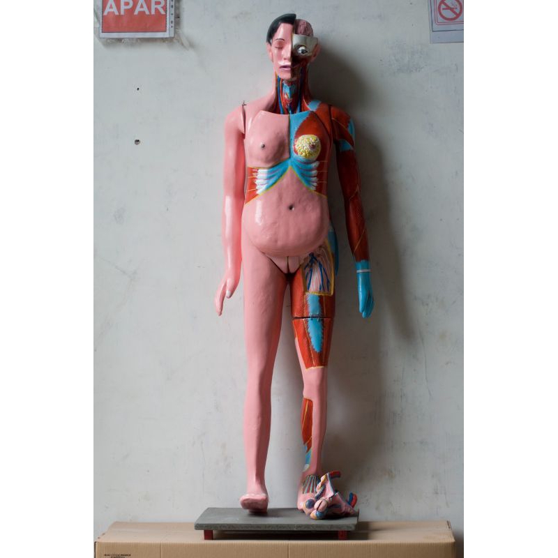 

alat peraga pendidikan torso seluruh tubuh besar