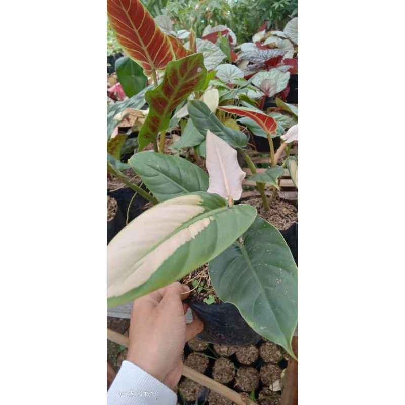 TANAMAN HIAS PHILODENDRON SUBHASTATUM PINK