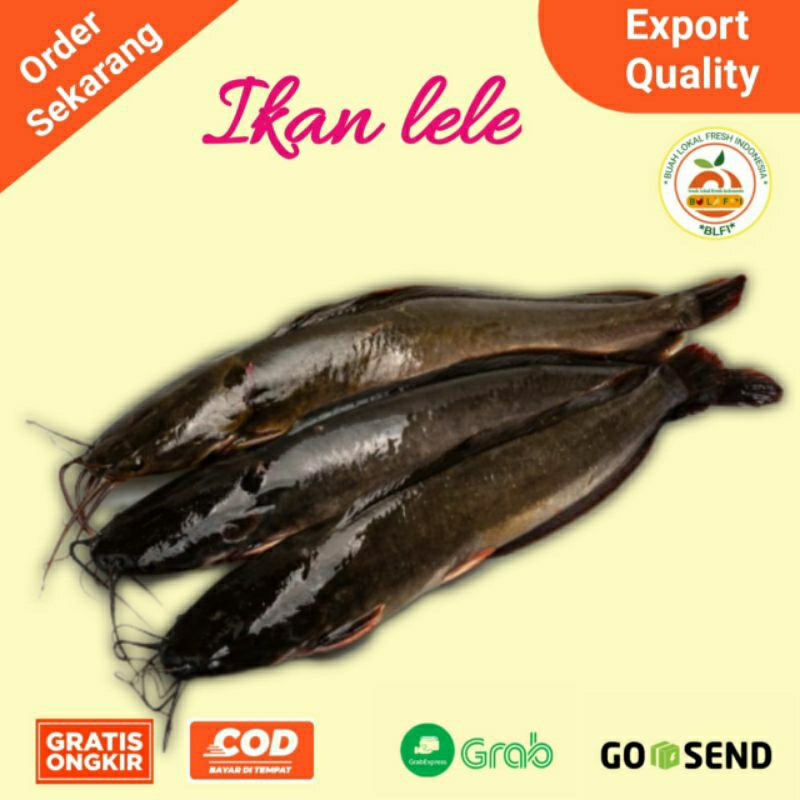 

IKAN LELE FRESH SEGAR 500gr