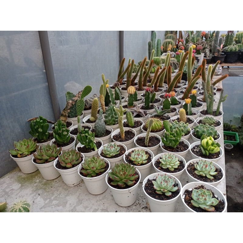 berbagai jenis kaktus