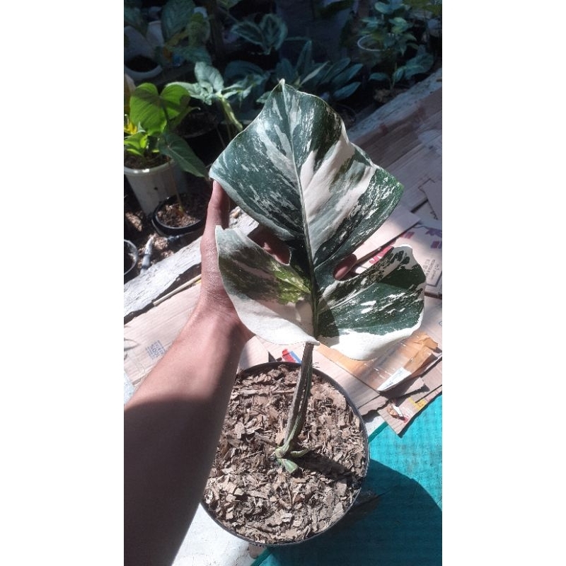 monstera variegata white tiger