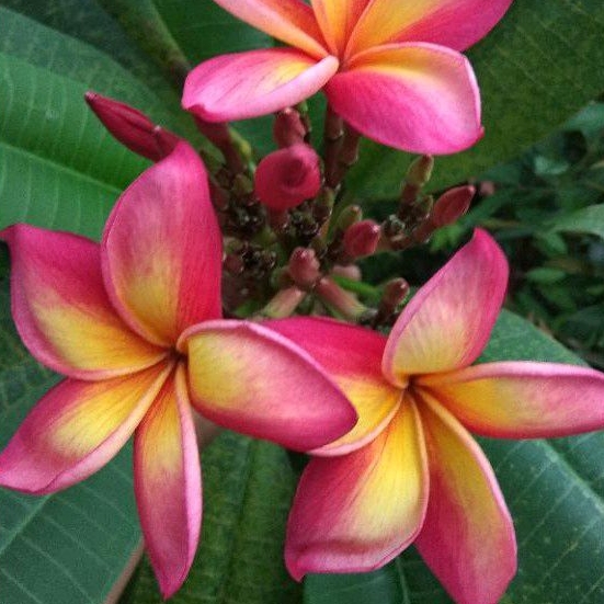 Plumeria Rubra | Stek Kamboja bunga langka