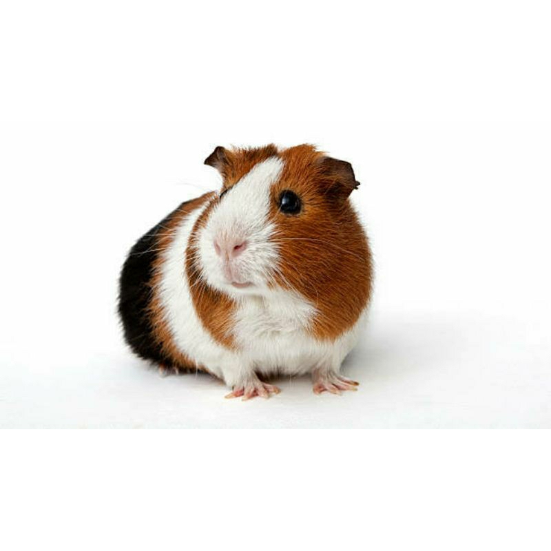 Jual marmut MURAH guineapig gunea pig Marmoot Lokal hias