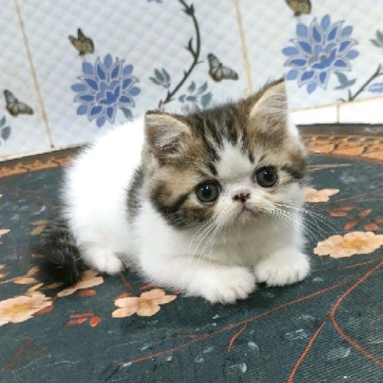 kitten exo peaknose  jantan non ped ( PO )