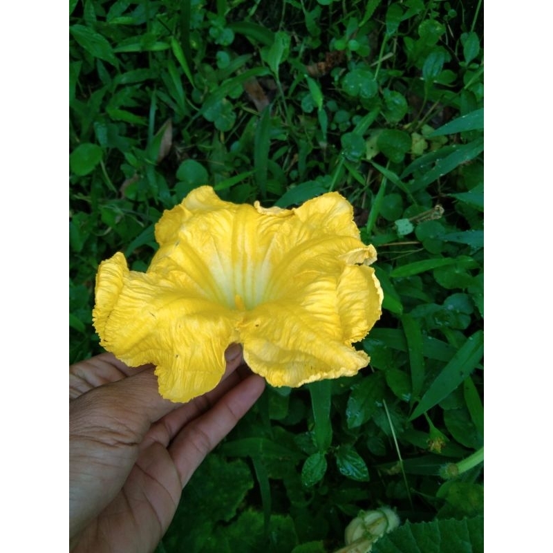 bunga labu kuning segar