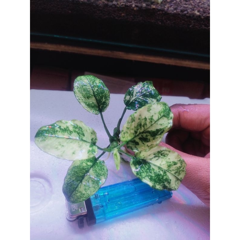 Indukan / MP Anubias Pinto