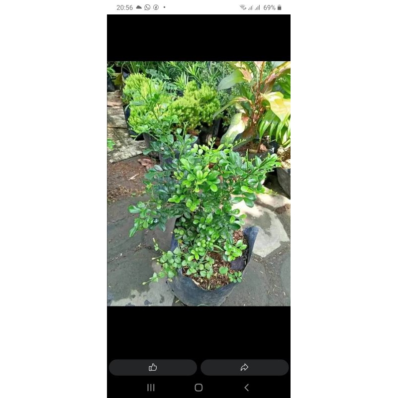 Bibit Kemuning bahan Bonsai