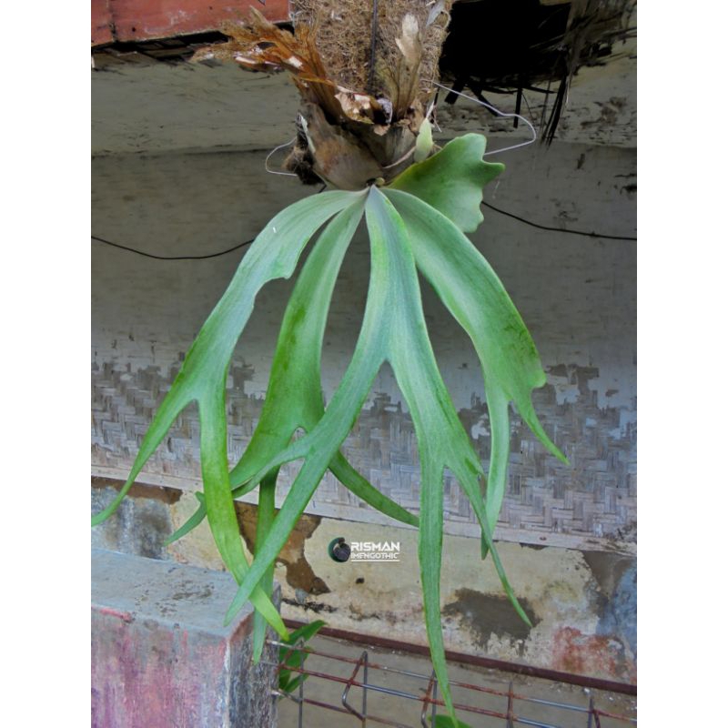 KADAKA UNCAL TANDUK RUSA