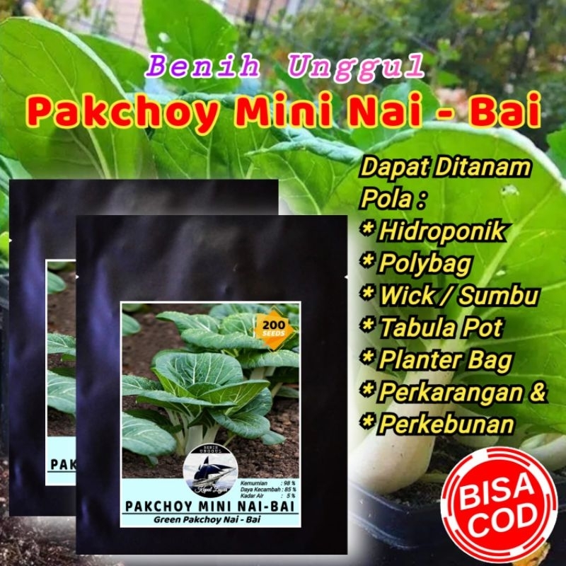 BENIH UNGGUL PAKCHOY MINI NAI - BAI