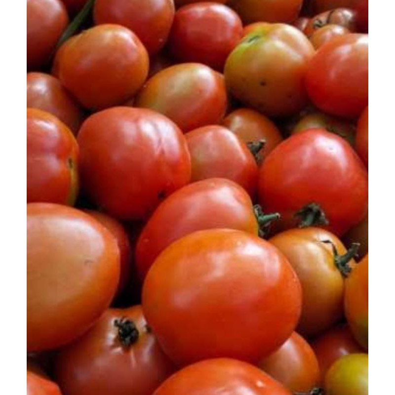 

Tomat sayur bagus 250 gram