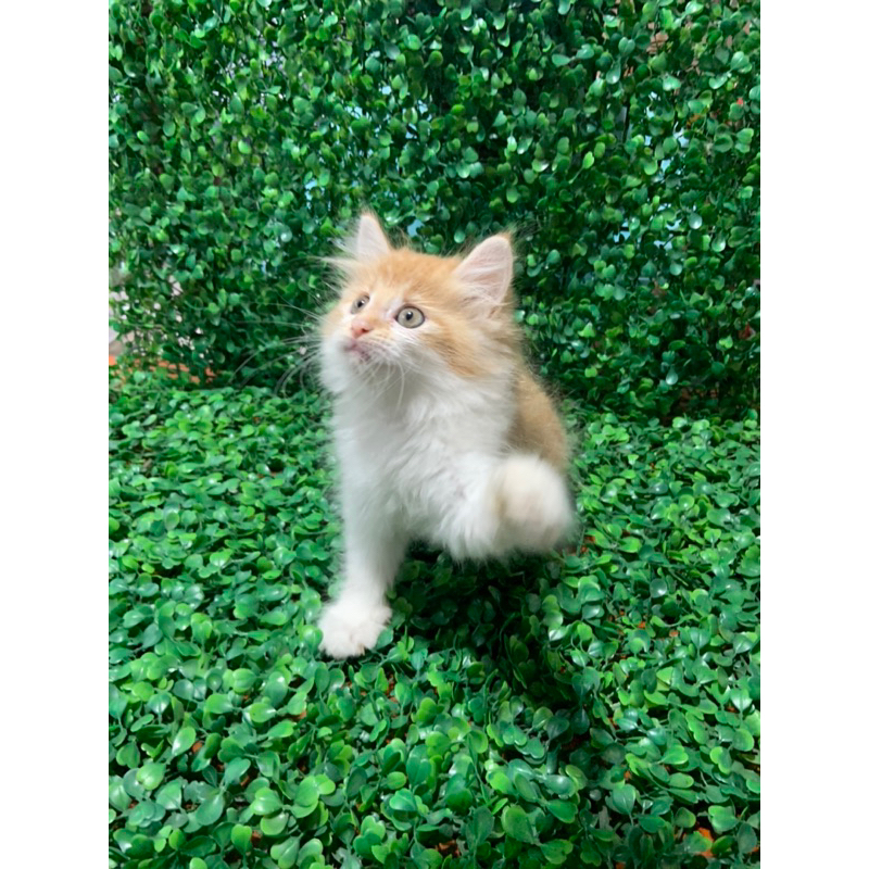kucing persia medium anakan kucing kecil persia anggora bulu panjang bukan kucing hiamalaya flatnose kaki pendek bsh ragdoll peaknose