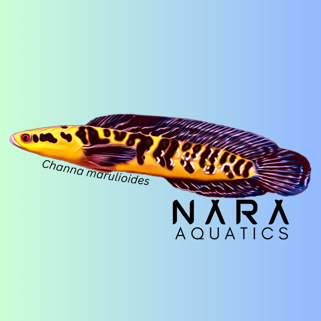 [Hadiah] Sticker Channa Maru Yellow