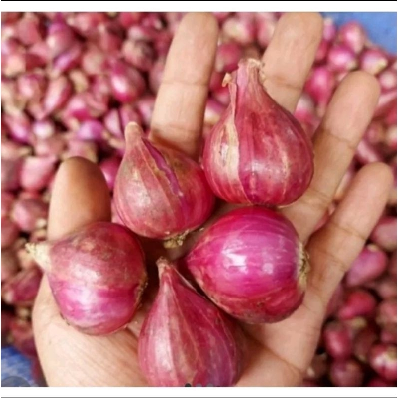 

Bawang merah Brebes Besar 250gr & 100gr