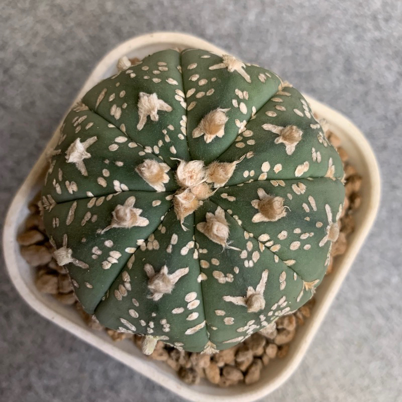 Kaktus Astrophytum V type