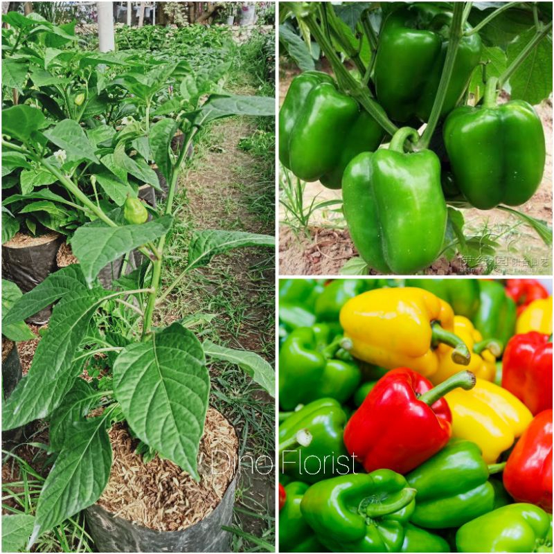 Bibit Tanaman Cabai Paprika  / Cabai Paprika Gendot