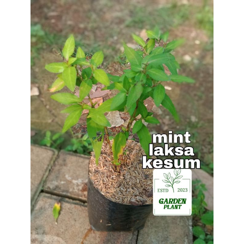 tanaman herbal aromatick mint laksa - mint kesum