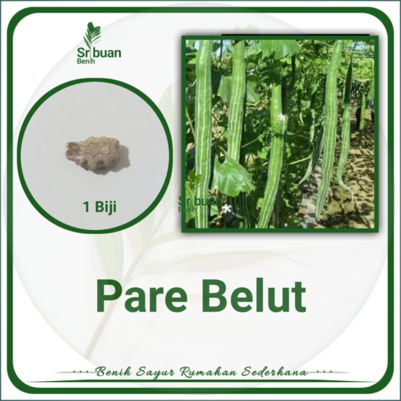 1 Biji Benih Pare Belut Benih Sayuran Rambat - Tidak Pahit