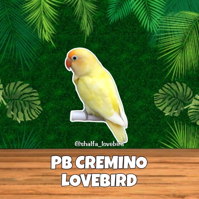 LOVEBIRD PB CREMINO JANTAN/BETINA PAUD DAN DEWASA