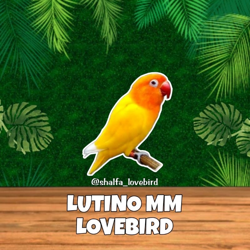 LOVEBIRD LUTINO MATA MERAH JANTAN/BETINA PAUD DAN DEWASA
