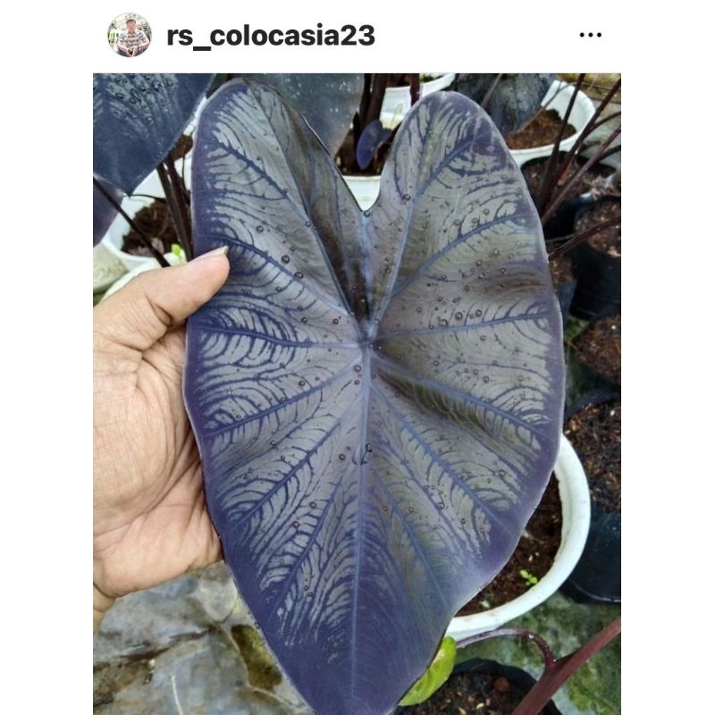colocasia black Coral