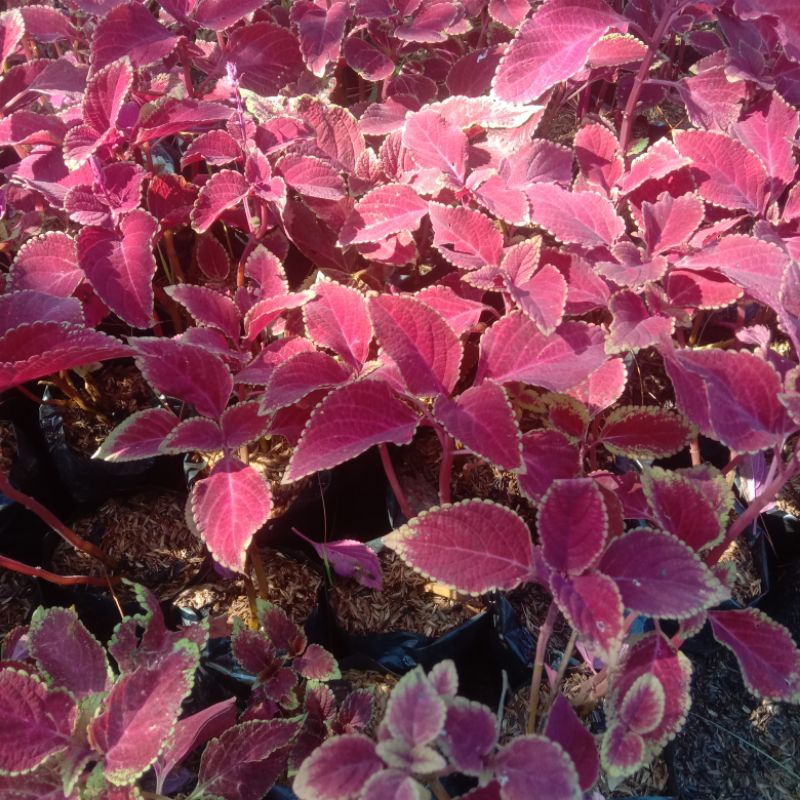 Tanaman Miyana Merah/Miyana Merah
