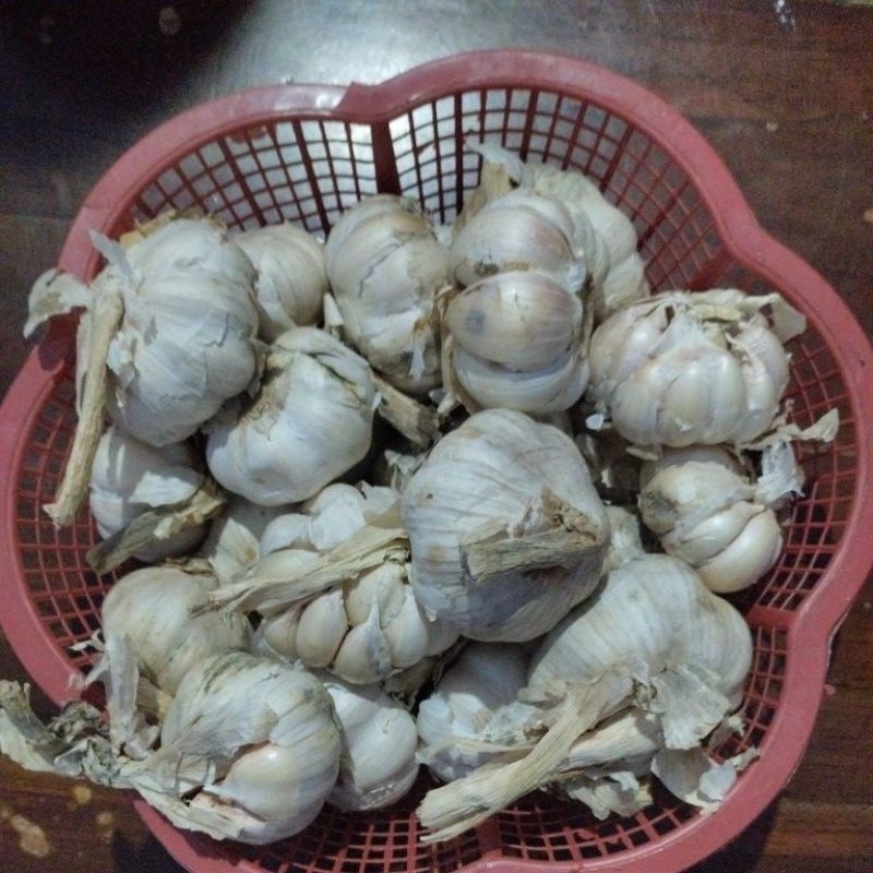 

BAWANG PUTIH LOKAL