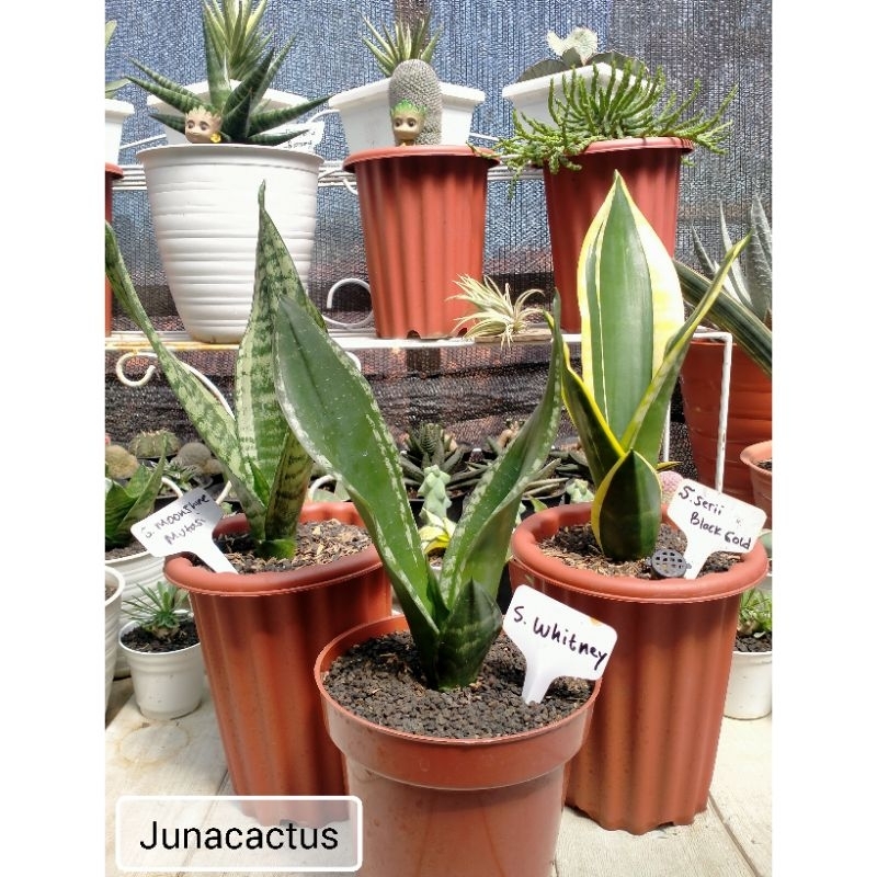 Paket Sansevieria Tiga, Whitney, Black gold, Moonshine Mutasi
