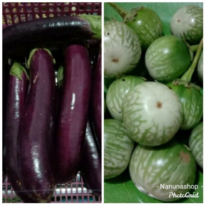 

Terong ungu dan terong hijau