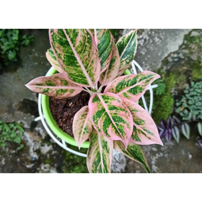 aglonema lipstik pink puding