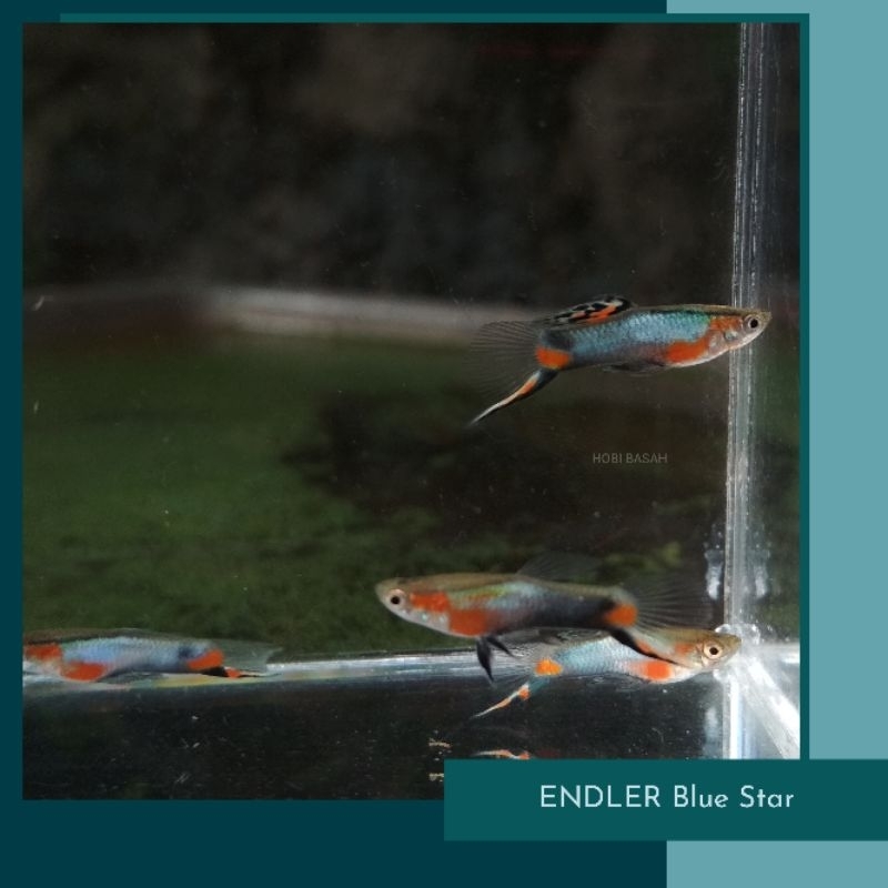 Aksesoris - ENDLER Blue Star
