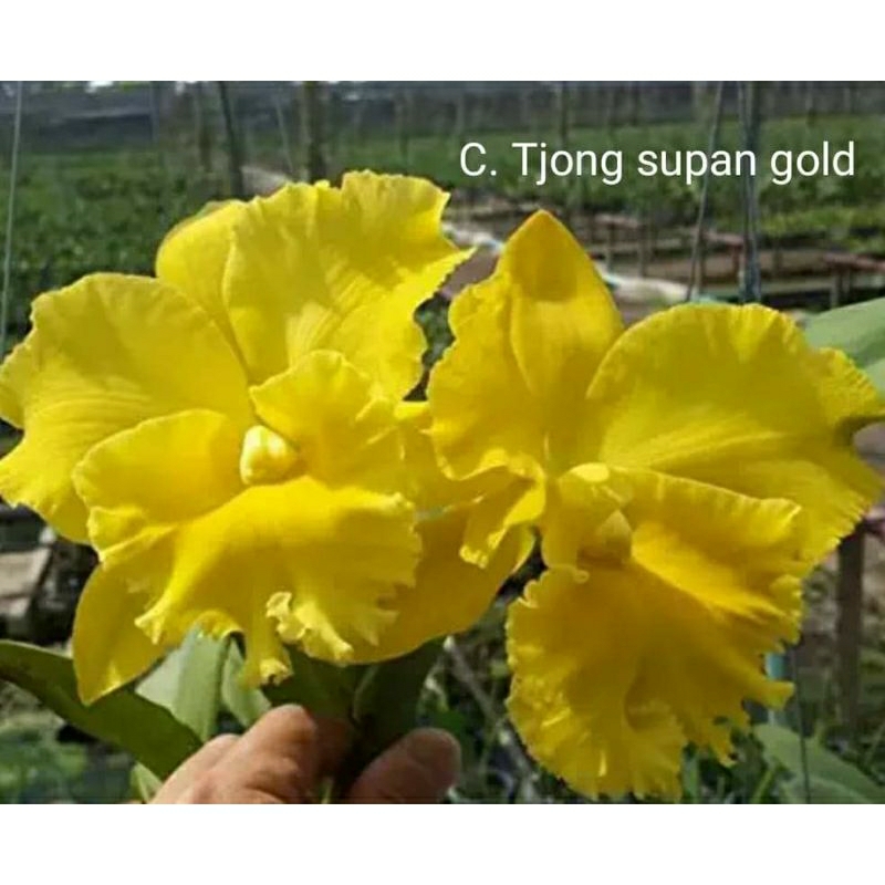 anggrek pra remaja Cattleya hybrid thailand new