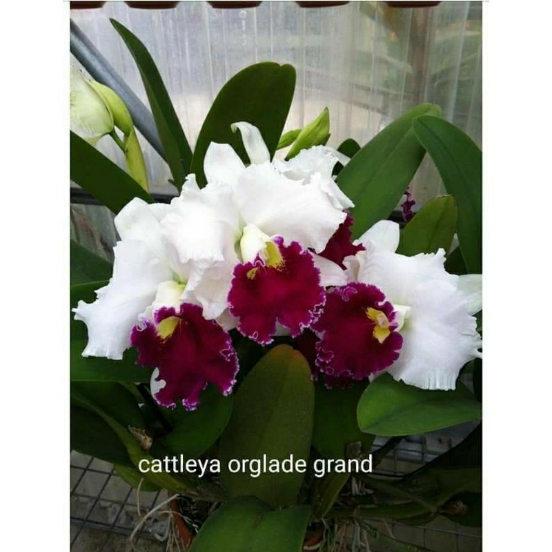 anggrek pra remaja Cattleya hybrid thailand new