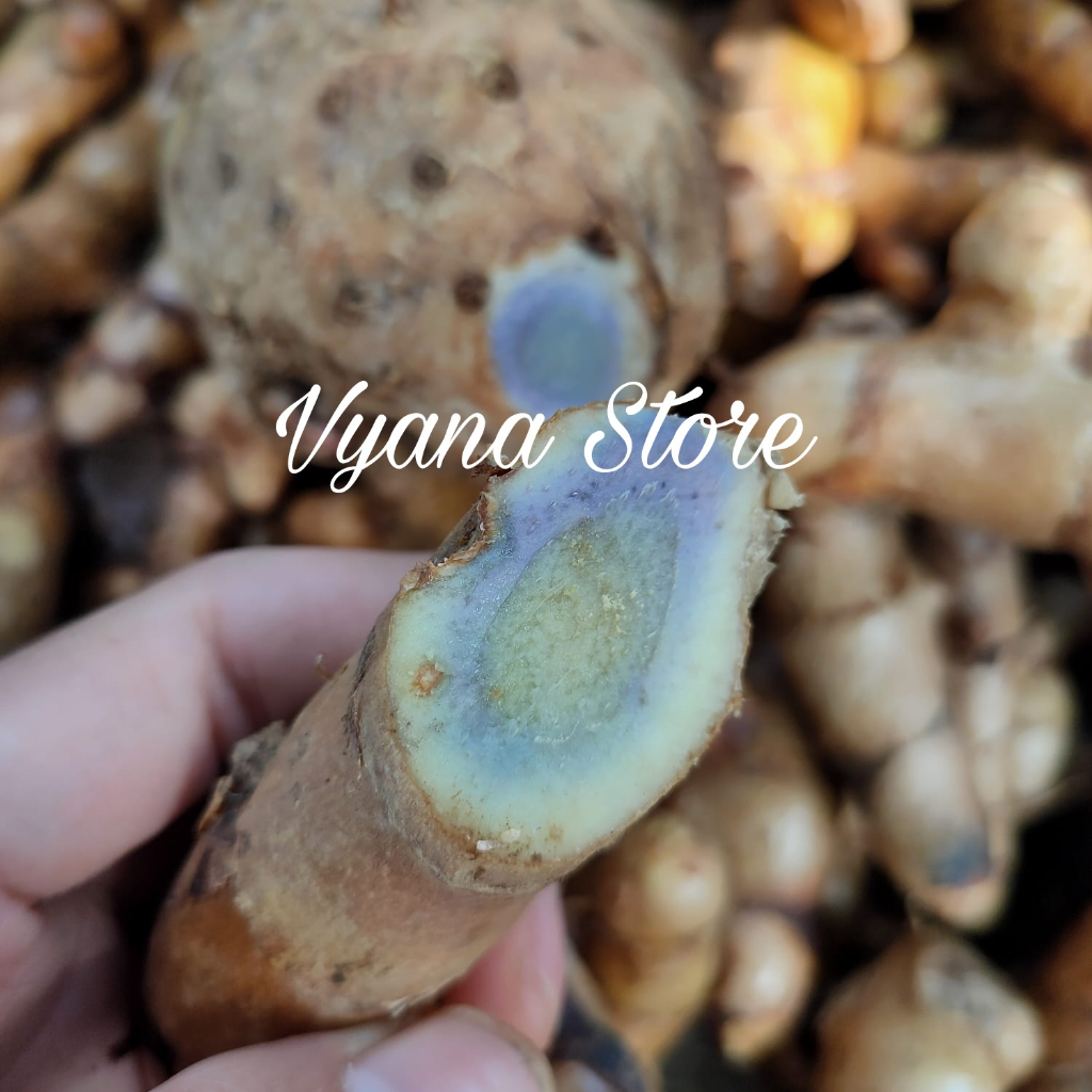 

Temu Ireng - Kunyit Hitam Segar 500 gr Temu Hitam Fresh