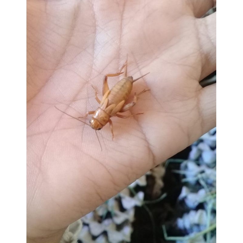 TELUR JANGKRIK MADU KUNYIT