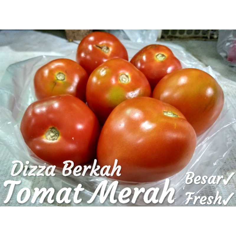 

Tomat Merah/Tomat Buah/300gr/Segar/Pilihan/dizzaberkah