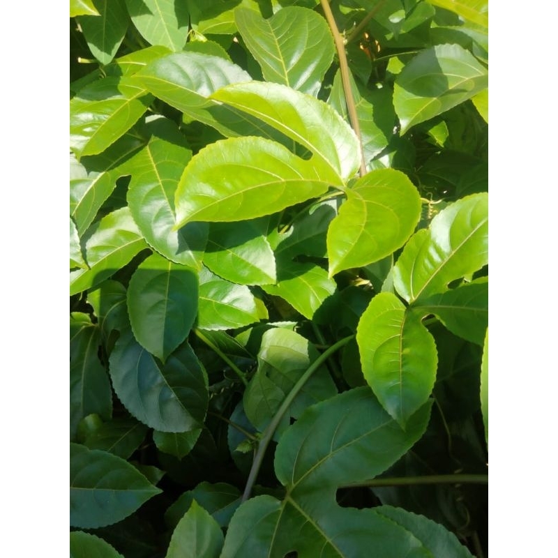 

Terbaik 20 lembar Daun Markisa segar langsung di petik