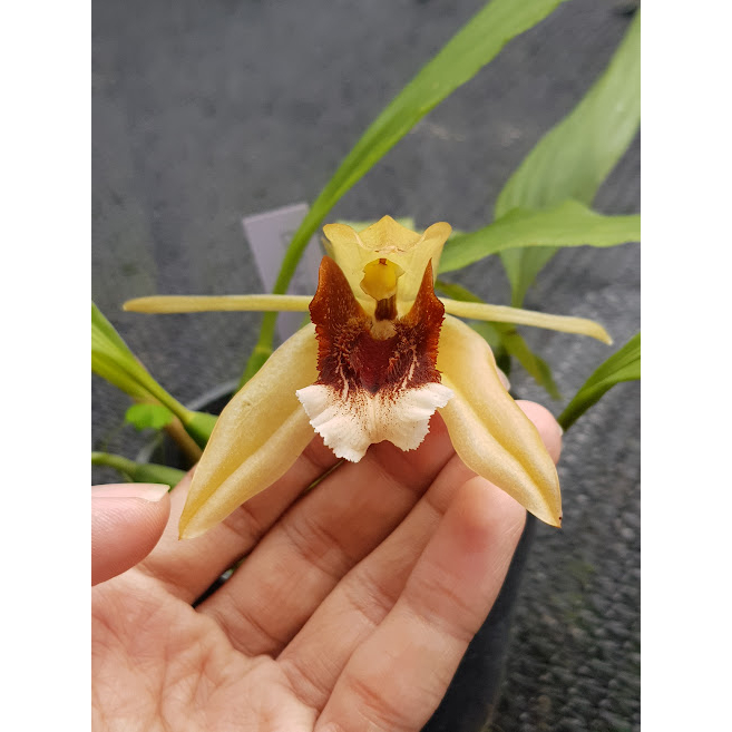 Coelogyne speciosa