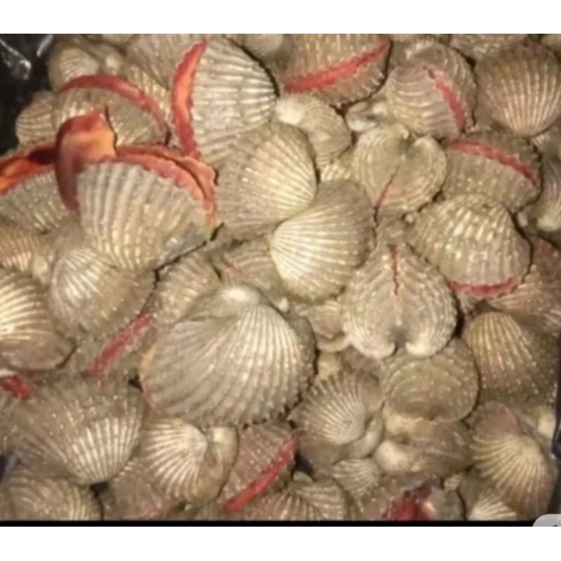 

Kerang dara fresh