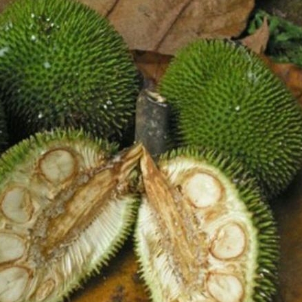 

Kluwih