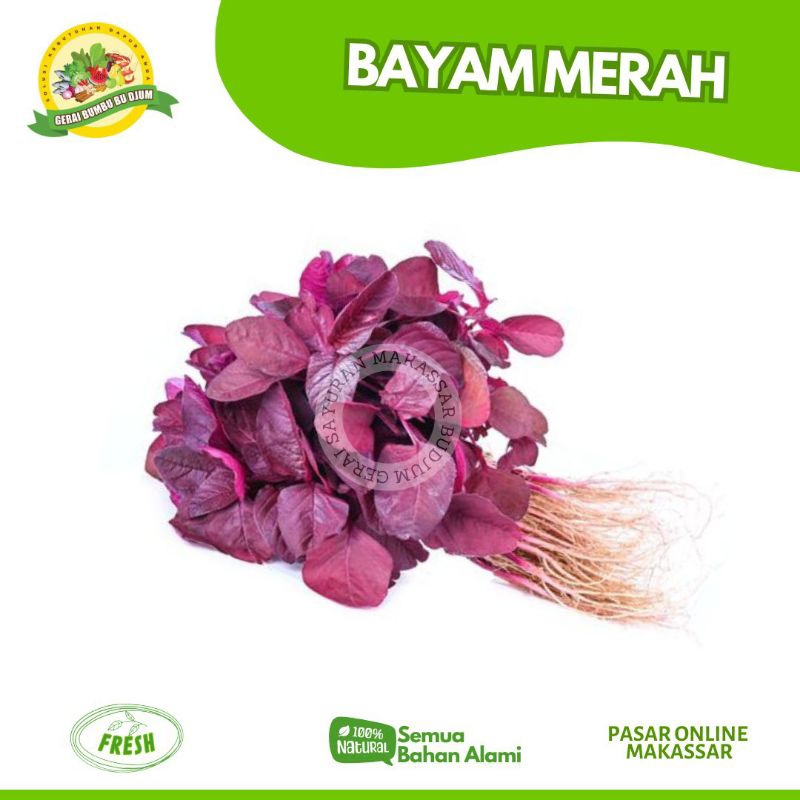 

Sayur BAYAM MERAH PER IKAT FRESH Segar Murah Sayuran Online Makassar